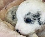 Small #9 Sheepadoodle