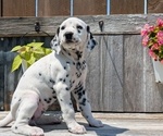 Small #9 Dalmatian