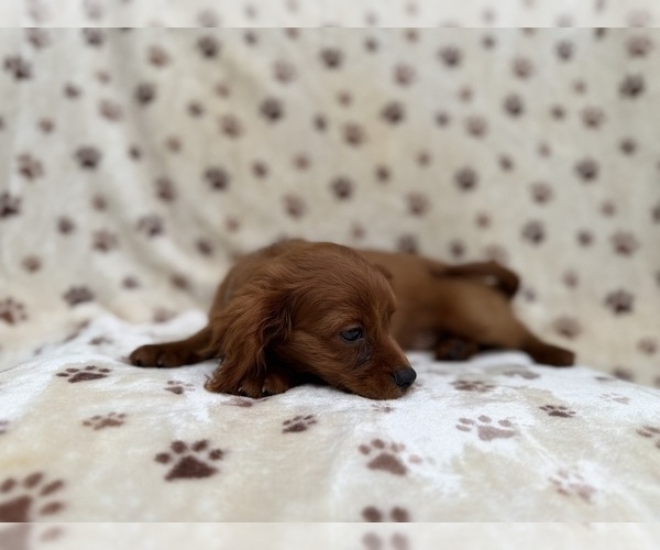 Medium Photo #4 Cavapoo (Miniature) Puppy For Sale in LAKELAND, FL, USA