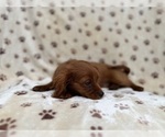 Small #3 Cavapoo (Miniature)