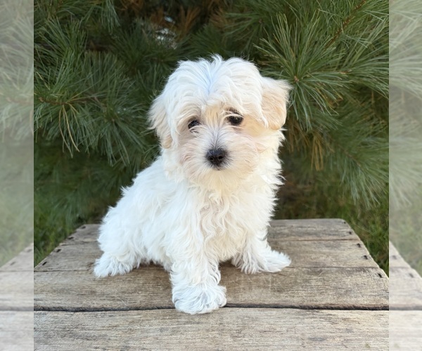 Medium Photo #5 Maltese Puppy For Sale in MIDDLEBURY, IN, USA