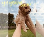 Small Photo #65 Goldendoodle Puppy For Sale in WEST PLAINS, MO, USA