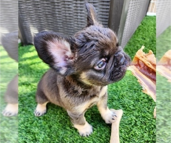 Medium Photo #16 French Bulldog Puppy For Sale in LAS VEGAS, NV, USA