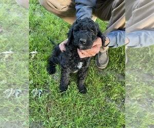 Goldendoodle-YorkiePoo Mix Puppy for sale in NILES, MI, USA