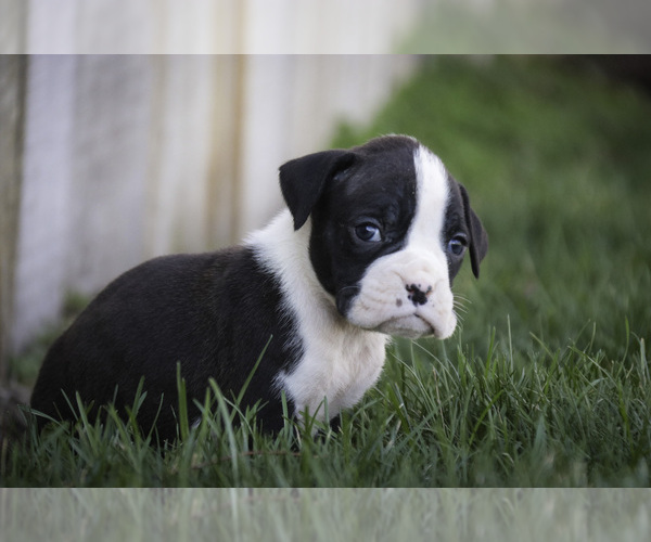 Medium Photo #3 Boxer Puppy For Sale in SHIPSHEWANA, IN, USA