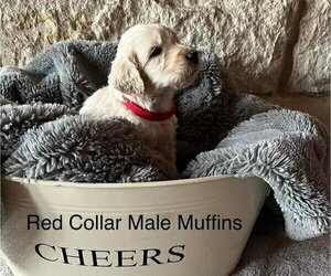 Goldendoodle Puppy for Sale in GATESVILLE, Texas USA