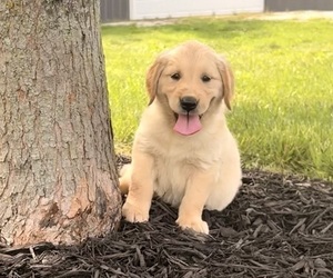 Golden Retriever Puppy for sale in CUB RUN, KY, USA