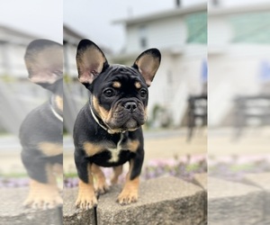French Bulldog Puppy for sale in WOODBRIDGE, NJ, USA