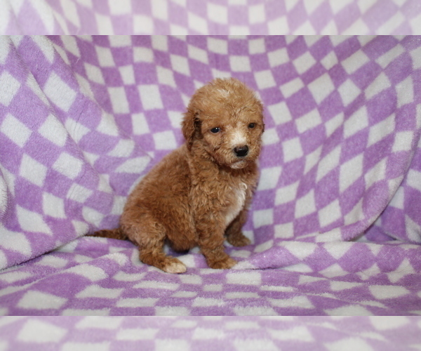 Medium Photo #4 Poodle (Standard) Puppy For Sale in BLOOMINGTON, IN, USA