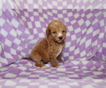 Small Photo #4 Poodle (Standard) Puppy For Sale in BLOOMINGTON, IN, USA