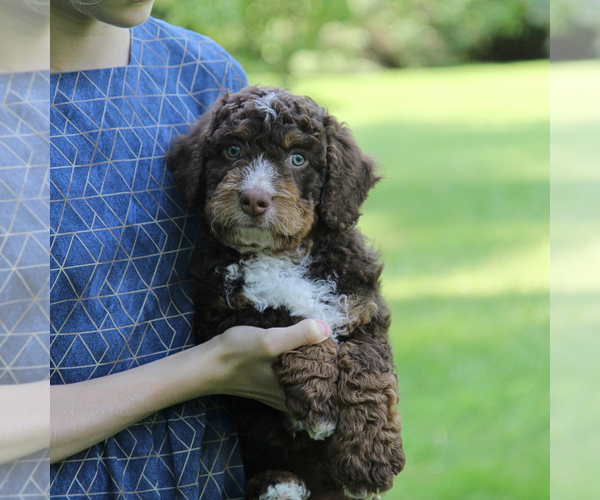 Medium Photo #4 Bernedoodle Puppy For Sale in FREDERICKSBURG, OH, USA