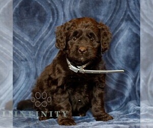 Goldendoodle (Miniature) Puppy for sale in NARVON, PA, USA