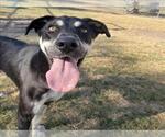 Small #1 Black and Tan Coonhound-German Shepherd Dog Mix