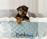 Small Photo #13 Yorkshire Terrier Puppy For Sale in COOKEVILLE, TN, USA
