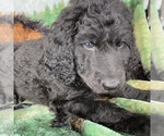 Puppy 10 Goldendoodle