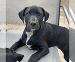 Small Photo #1 American Pit Bull Terrier-Unknown Mix Puppy For Sale in Fenton, MO, USA