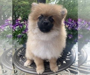 Pomeranian Puppy for sale in NOBLESVILLE, IN, USA