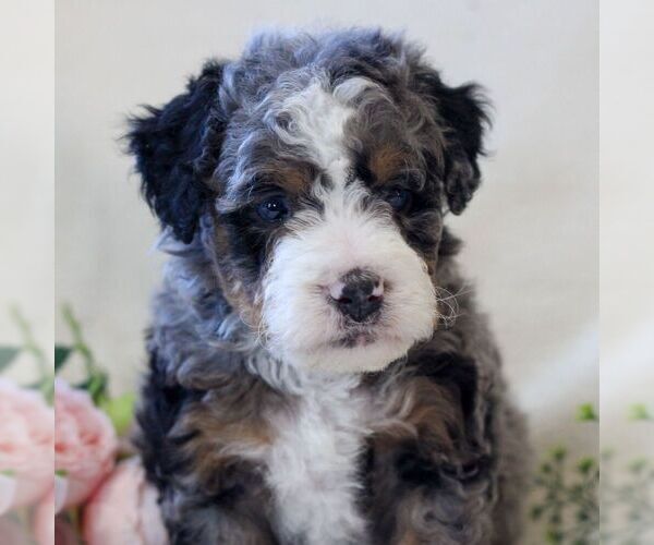 Medium Photo #4 Bernedoodle (Miniature) Puppy For Sale in NARVON, PA, USA