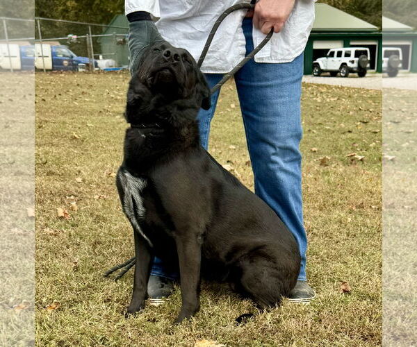 Medium Photo #2 German Shepherd Dog Puppy For Sale in Sparta, TN, USA