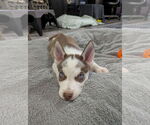 Small #3 Siberian Husky