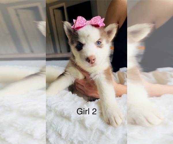 Medium Photo #4 Siberian Husky Puppy For Sale in HIRAM, GA, USA