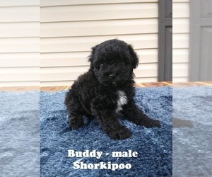 Shih-Poo-Yorkie-Poo Mix Puppy for sale in CLARKRANGE, TN, USA
