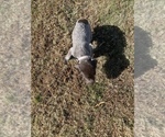 Small Photo #28 German Shorthaired Pointer Puppy For Sale in ELIZABETH CITY, NC, USA