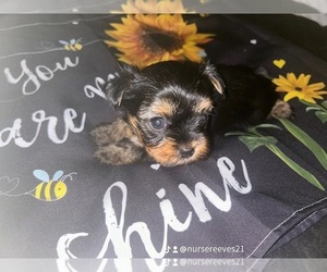 Yorkshire Terrier Puppy for sale in GWYNN OAK, MD, USA