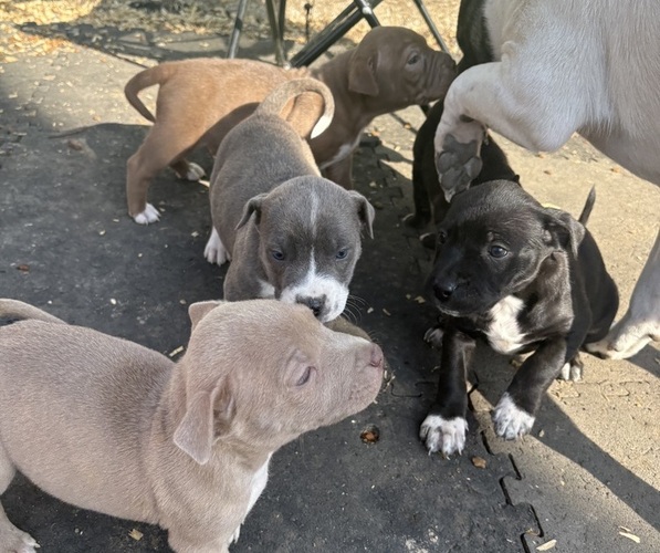 Medium Photo #1 American Pit Bull Terrier-Chinese Shar-Pei Mix Puppy For Sale in KANSAS CITY, MO, USA