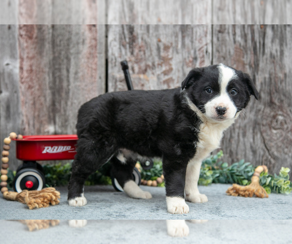 Medium Photo #19 Australian Cattle Dog-Miniature Australian Shepherd Mix Puppy For Sale in SULLIVAN, OH, USA
