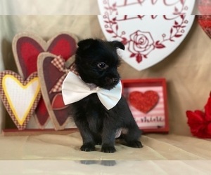Schipperke-Yorkshire Terrier Mix Puppy for sale in LANCASTER, PA, USA