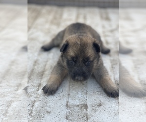 German Shepherd Dog-Siberian Husky Mix Puppy for sale in TRACY, CA, USA