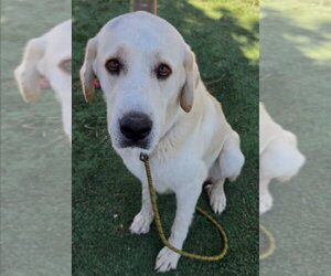 Great Pyrenees-Unknown Mix Dogs for adoption in Lakewood, CO, USA