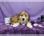 Small Photo #46 Bernedoodle-Poodle (Toy) Mix Puppy For Sale in BLACK FOREST, CO, USA