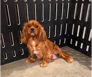 Mother of the Cavalier King Charles Spaniel puppies born on 03/13/2024