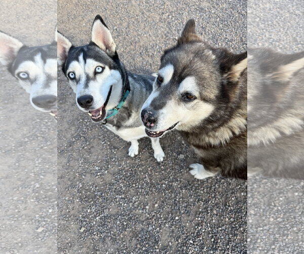Medium Photo #2 Siberian Husky Puppy For Sale in Cedar Crest, NM, USA