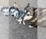 Small Photo #2 Siberian Husky Puppy For Sale in Cedar Crest, NM, USA