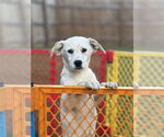 Small #6 Basset Hound-Red Heeler Mix
