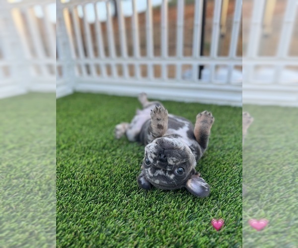 Medium Photo #12 French Bulldog Puppy For Sale in PLEASANTON, CA, USA