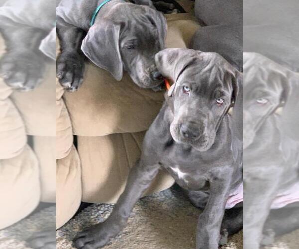 Medium Photo #4 Great Dane Puppy For Sale in ROAMING SHORES, OH, USA