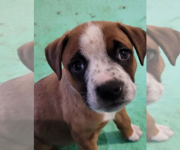 Medium Photo #3 Mutt Puppy For Sale in Sequim, WA, USA