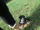 Small Photo #3 Greater Swiss Mountain Dog Puppy For Sale in ALREAD, AR, USA