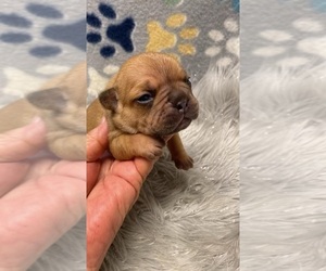 French Bulldog Puppy for sale in TRACYS LANDING, MD, USA