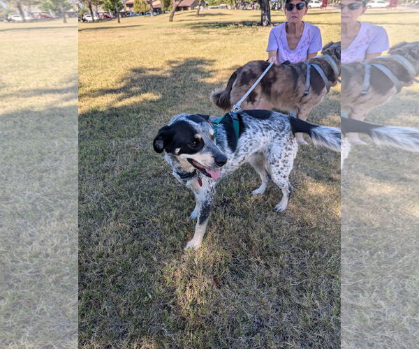 Medium Photo #3 Mutt Puppy For Sale in Chandler, AZ, USA