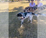 Small #2 Mutt
