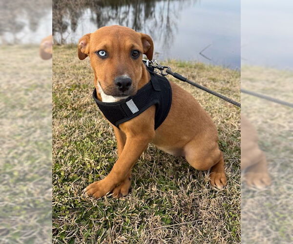 Medium Photo #1 Bulldog-Labrador Retriever Mix Puppy For Sale in Tarrytown, GA, USA