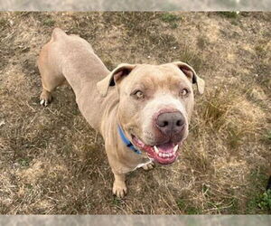 American Pit Bull Terrier-Unknown Mix Dogs for adoption in McKinleyville, CA, USA