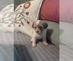 Small #11 Maltipom-Pomeranian Mix