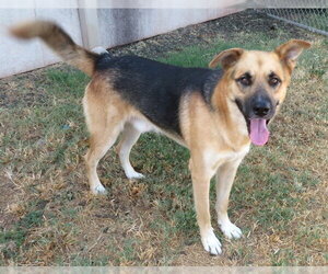 German Shepherd Dog-Unknown Mix Dogs for adoption in Oklahoma City, OK, USA