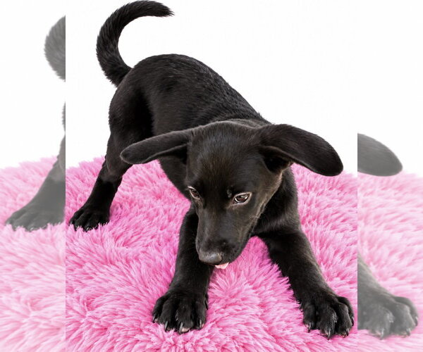 Medium Photo #2 Shepradors Puppy For Sale in Southbury, CT, USA